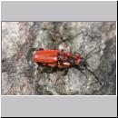 Pyrrhidium sanguineum - Rothaarbock 01b 10mm.jpg